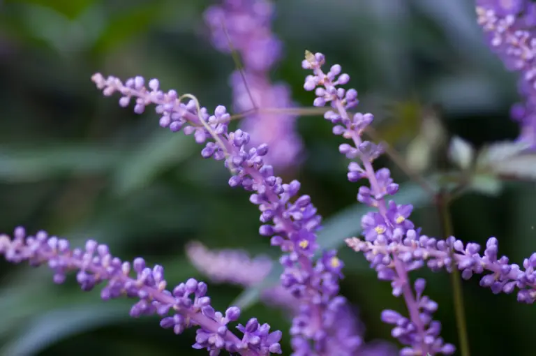 Liriope muscari, commonly known as lilyturf or border grass, is a versatile perennial plant native to East Asia.