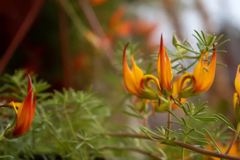 Lotus berthelotii, commonly known as parrot's beak or pelican's beak, is a unique trailing perennial native to the Canary Islands.