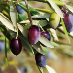 Olea europaea, commonly known as the olive tree, is a classic evergreen tree native to the Mediterranean region.