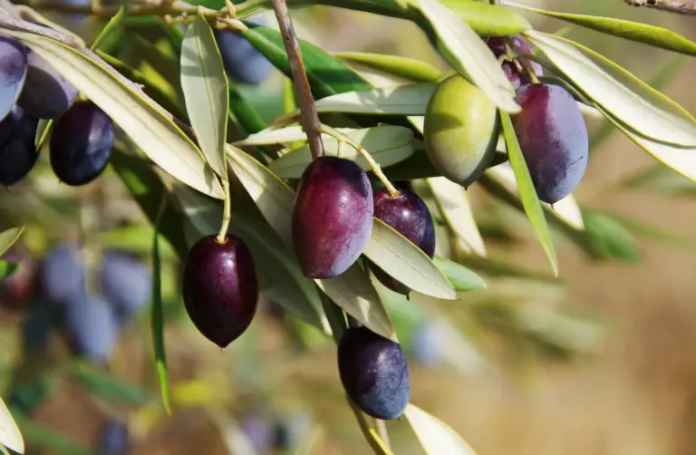 Olea europaea, commonly known as the olive tree, is a classic evergreen tree native to the Mediterranean region.