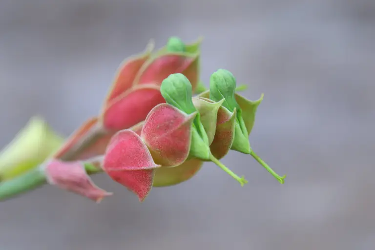 Pedilanthus bracteatus, commonly known as the slipper flower or Christmas candle, is a unique succulent native to Mexico.