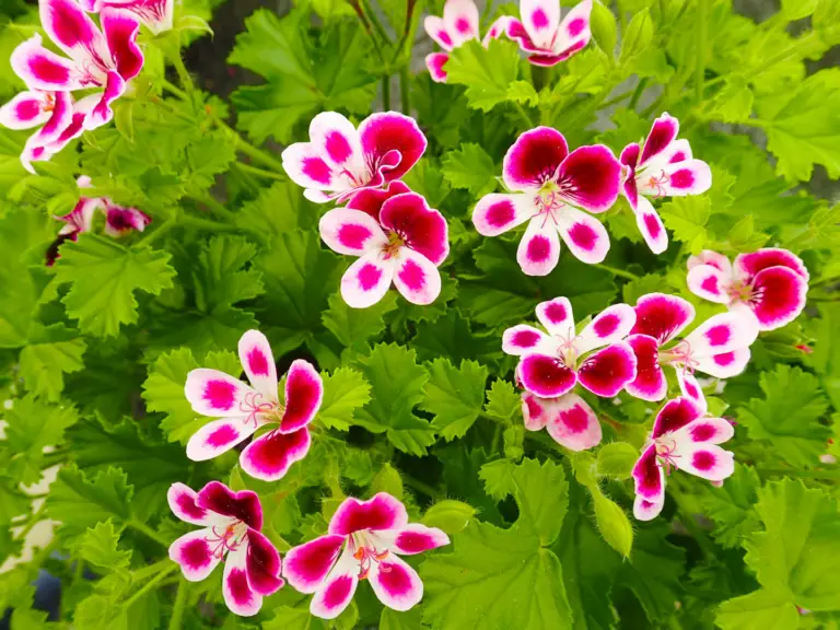 Pelargonium 'Citronella', also known as citronella geranium, is a fragrant perennial prized for its lemon-scented foliage and colorful blooms.