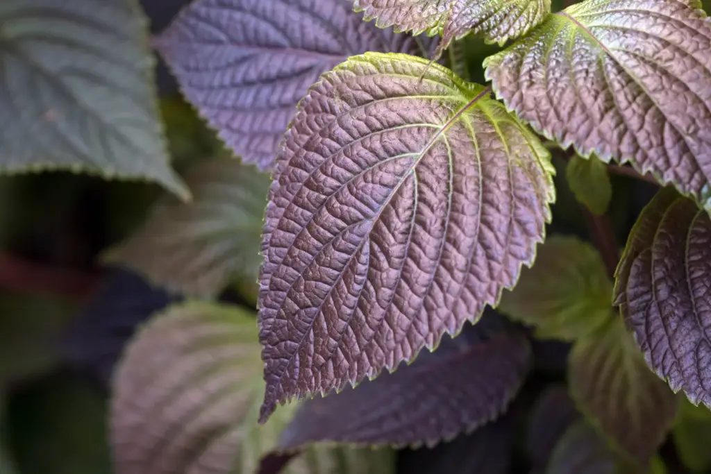 Perilla frutescens var. crispa, commonly known as shiso or Japanese basil, is an aromatic herbaceous plant native to East Asia.