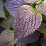 Perilla frutescens var. crispa, commonly known as shiso or Japanese basil, is an aromatic herbaceous plant native to East Asia.