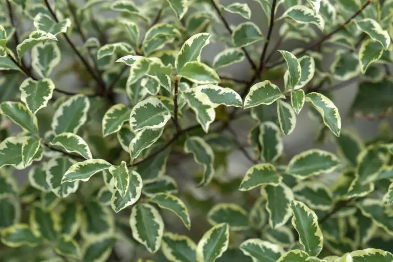 Pittosporum tenuifolium, commonly known as Kohuhu or tawhiwhi, is an evergreen shrub native to New Zealand.