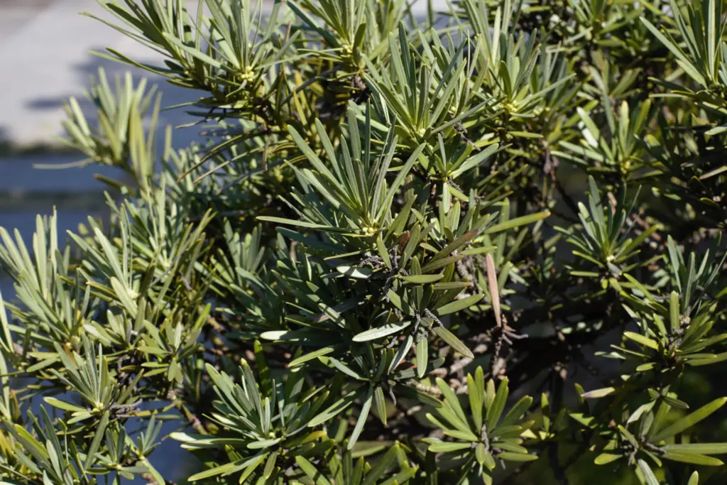 Podocarpus elongatus 'Monmal Blue', commonly known as blue-leaved totara, is a striking evergreen conifer native to New Zealand.