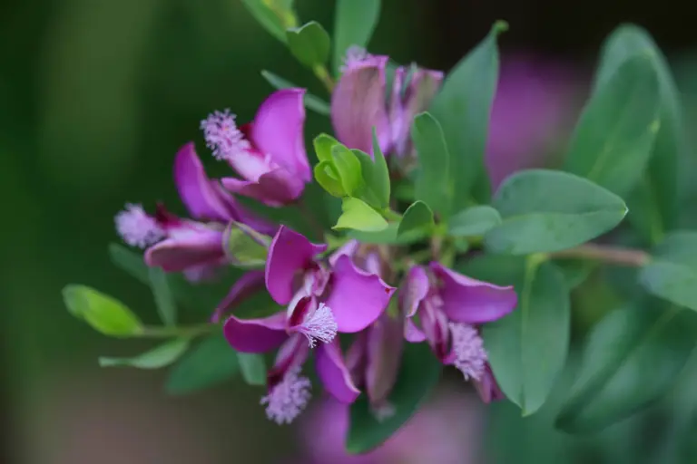 Polygala fruticosa 'Petite Butterflies', also known as dwarf butterfly bush, is a charming evergreen shrub native to South Africa.