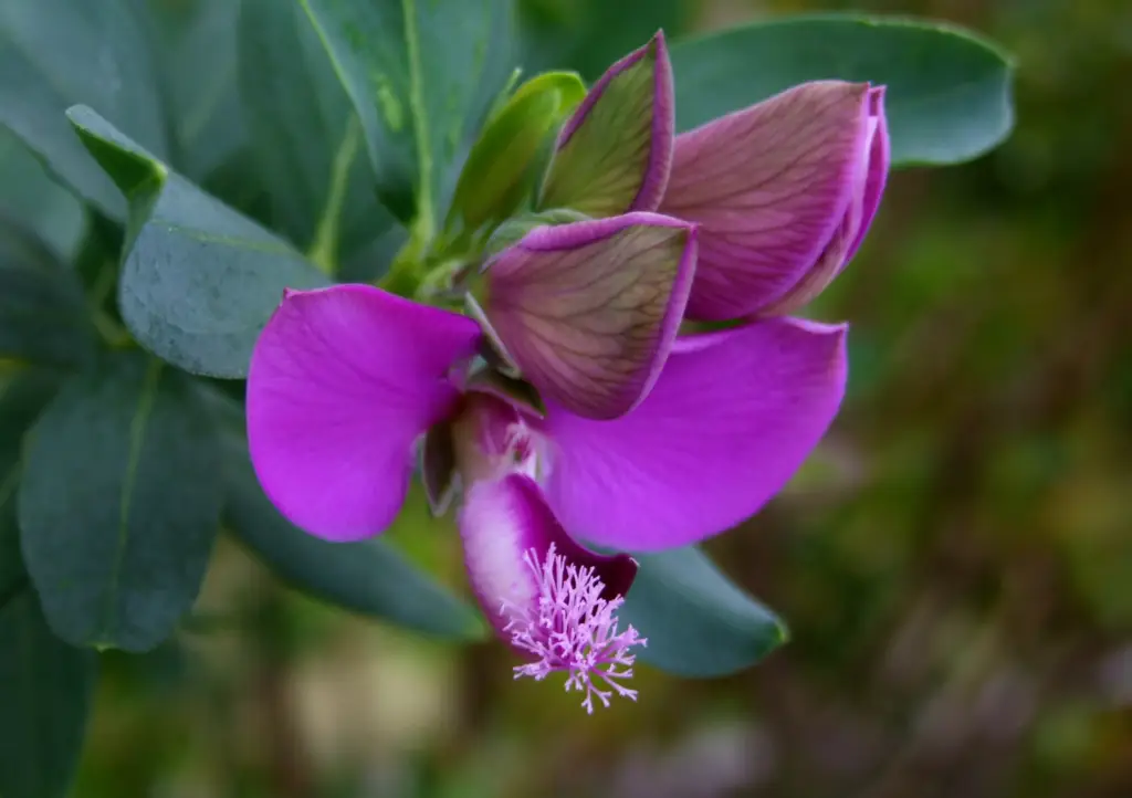 Polygala myrtifolia, commonly known as myrtle-leaf milkwort or September bush, is an evergreen shrub native to South Africa.