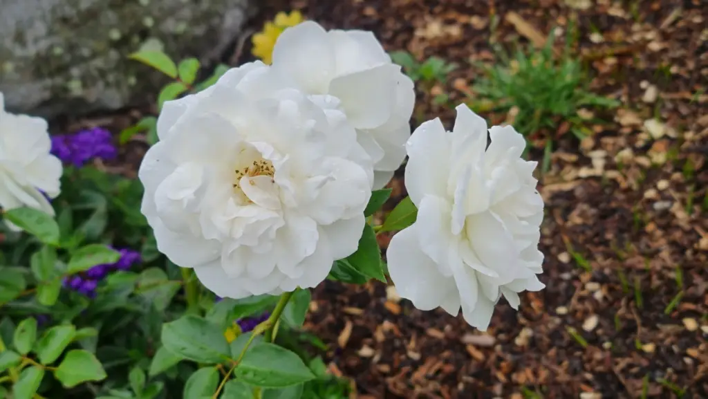 Rosa ‘KORbin’, is a classic and popular cultivar prized for its profusion of white flowers and disease-resistant nature.