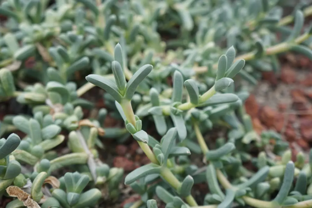 Ruschia lineolata 'Nana', commonly known as dwarf ruschia, is a low-growing evergreen shrub native to South Africa.