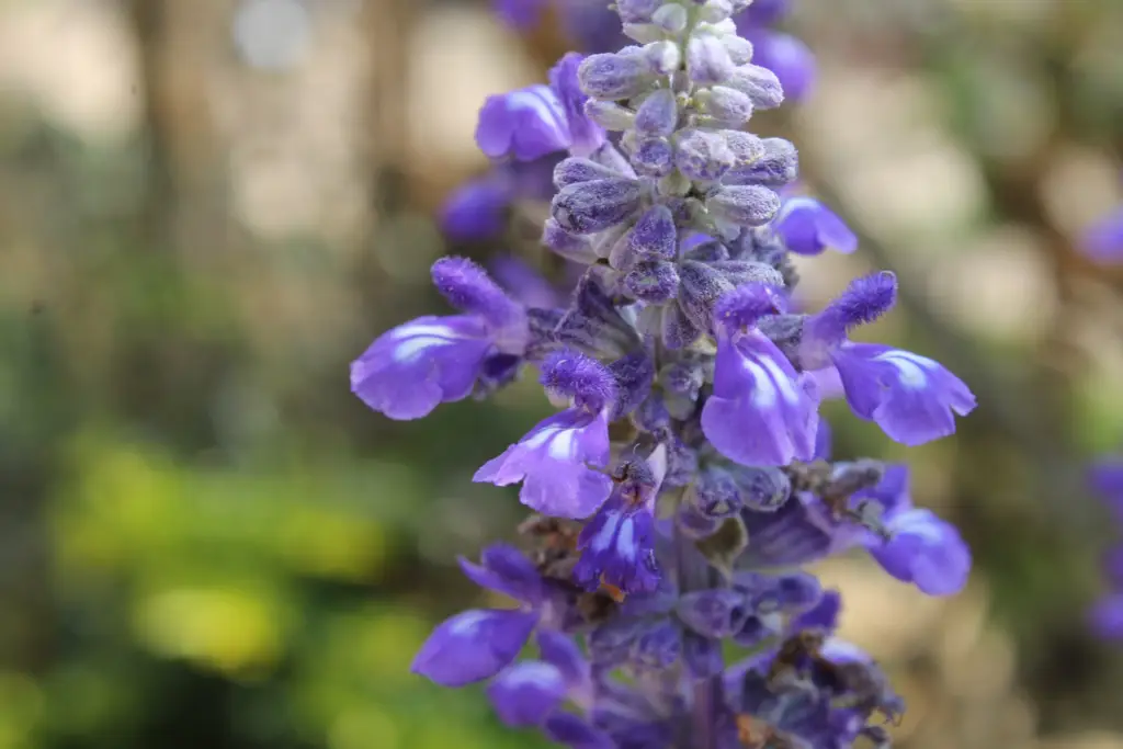 Salvia 'Mystic Spires' is a stunning perennial cultivar prized for its vibrant blue flowers and compact growth habit.