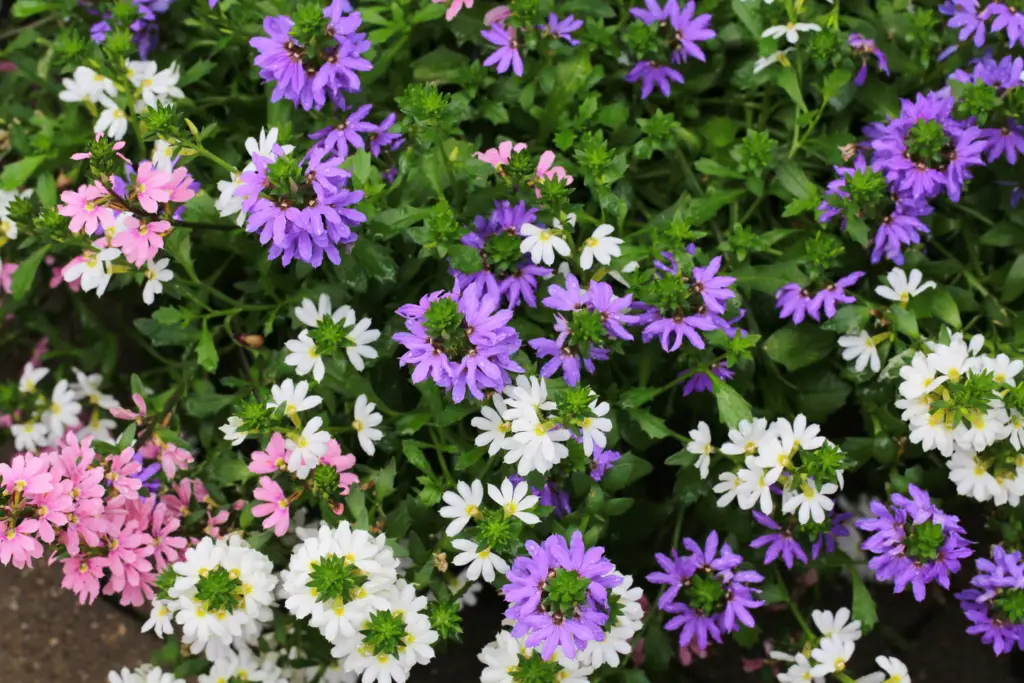 Scaevola spp., commonly known as fan flower, is a genus of flowering plants native to Australia and the Pacific Islands.