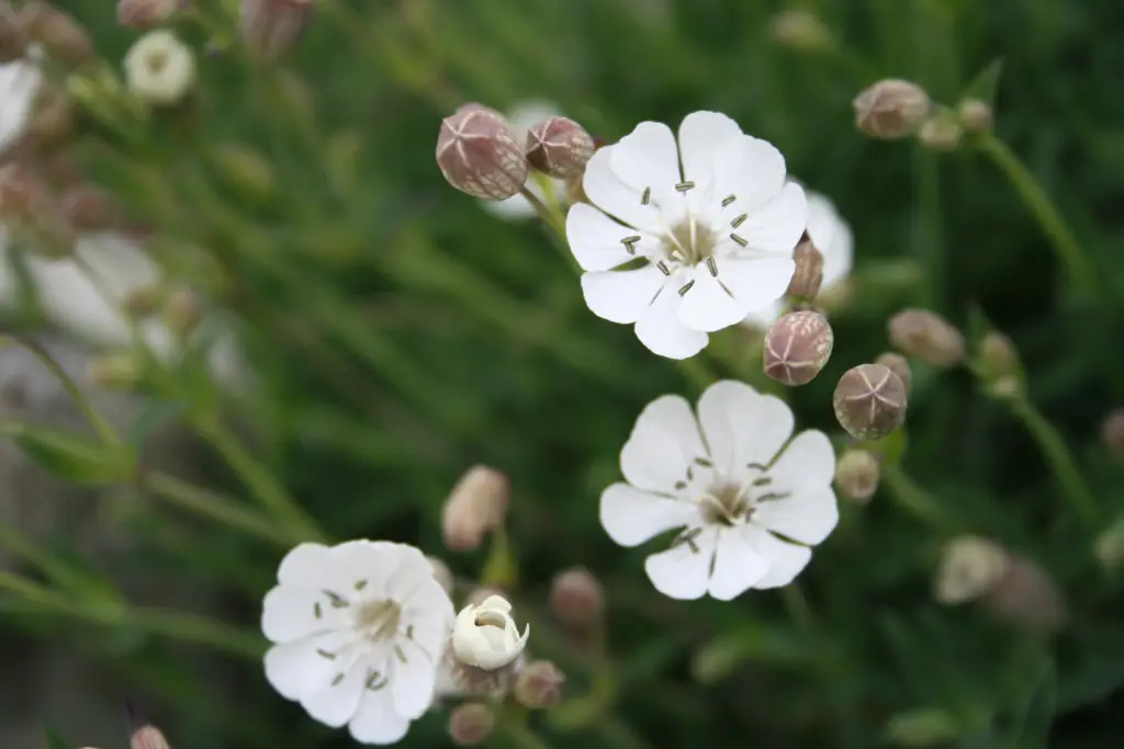 Silene uniflora 'Druett's Variegated' is a captivating perennial plant prized for its variegated foliage and delicate white flowers.