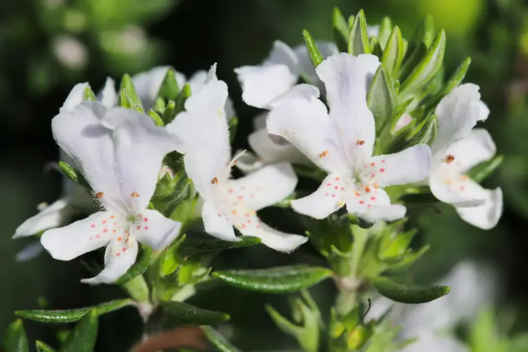 Westringia ‘Wynyabbie Highlight’ is a striking evergreen shrub native to Australia.