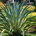 Explore the Century Plant, perfect for xeriscaping with its large, rosette leaves and sharp edges. Thrives in full sun and dry soil.