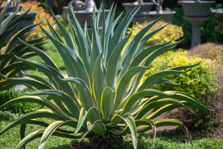 Explore the Century Plant, perfect for xeriscaping with its large, rosette leaves and sharp edges. Thrives in full sun and dry soil.