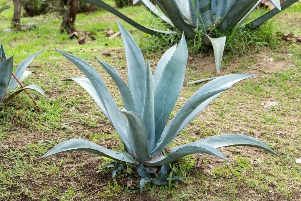 The Blue Flame Agave features striking blue-green leaves, ideal for low-maintenance, drought-tolerant landscapes.