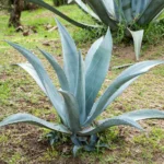 The Blue Flame Agave features striking blue-green leaves, ideal for low-maintenance, drought-tolerant landscapes.