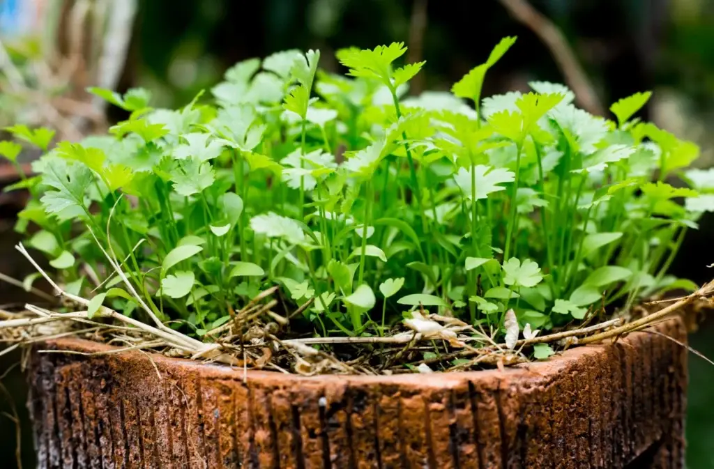 Grow your own cilantro, a staple herb for global cuisines, thriving in cool, moist conditions and perfect for container gardening.