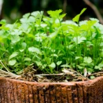 Grow your own cilantro, a staple herb for global cuisines, thriving in cool, moist conditions and perfect for container gardening.