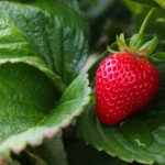 Cultivate sweet strawberries, ideal for rich soil and full sun, yielding fruit from spring to early summer.