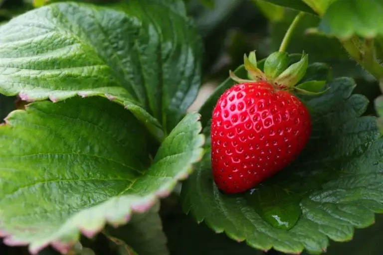 Cultivate sweet strawberries, ideal for rich soil and full sun, yielding fruit from spring to early summer.