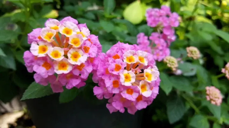 Brighten your garden with Lantana's colorful, ever-changing blooms. Drought-resistant and perfect for attracting wildlife.