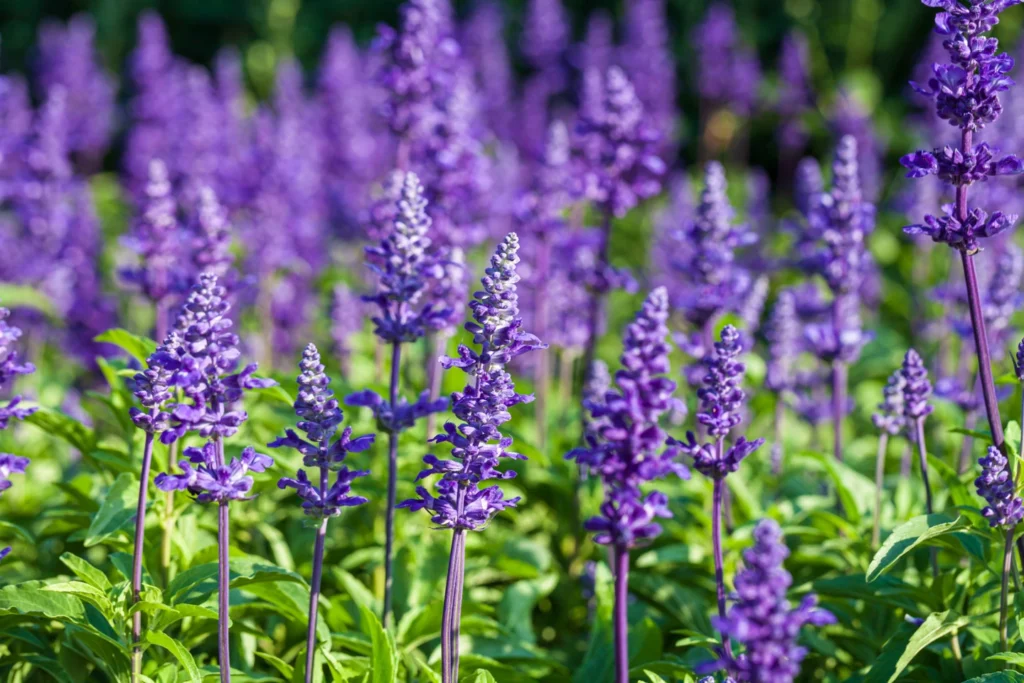 English lavender is perfect for creating soothing landscapes, thriving in full sun and well-drained soil with aromatic purple blooms.