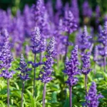 English lavender is perfect for creating soothing landscapes, thriving in full sun and well-drained soil with aromatic purple blooms.