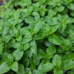 Enhance your garden with oregano, a key herb for Mediterranean dishes, flourishing in full sun and attracting pollinators.