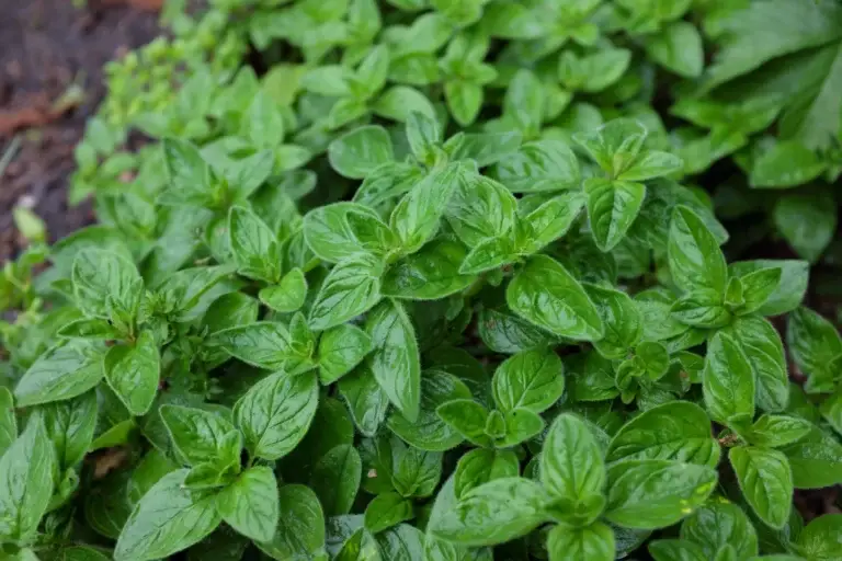 Enhance your garden with oregano, a key herb for Mediterranean dishes, flourishing in full sun and attracting pollinators.