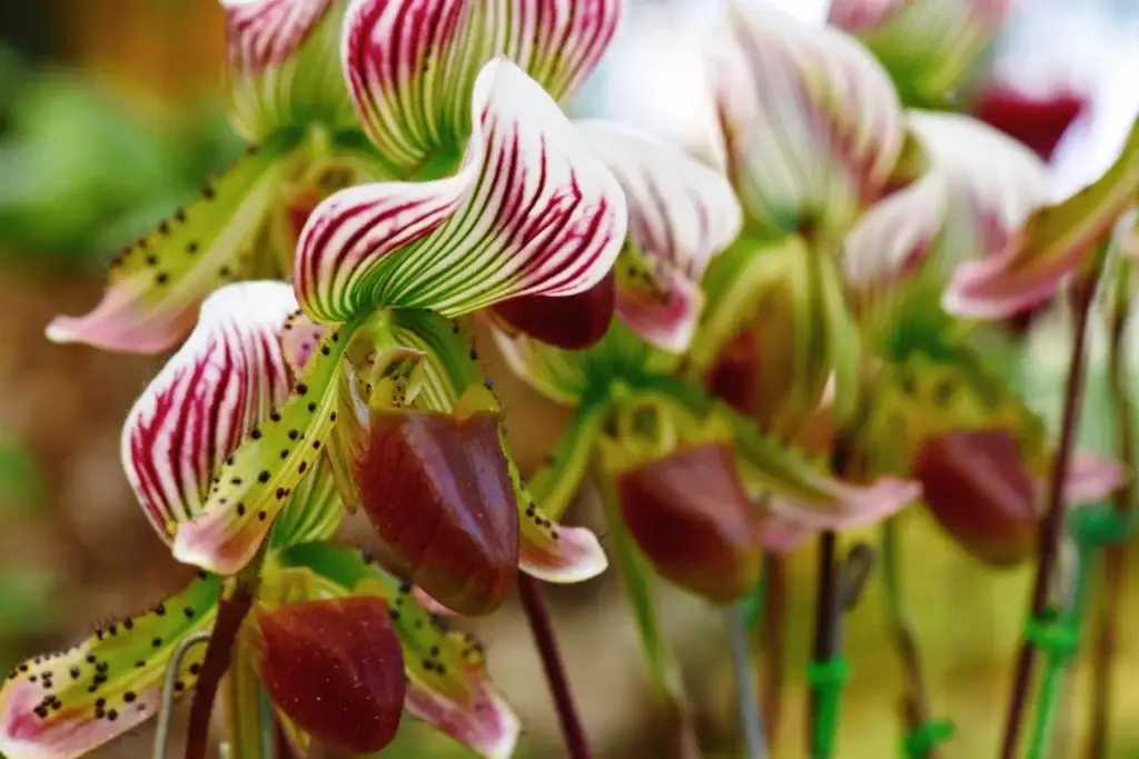 Add exotic flair with Lady's Slipper Orchids, ideal for indoor settings with moderate light and high humidity.