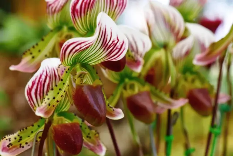 Add exotic flair with Lady's Slipper Orchids, ideal for indoor settings with moderate light and high humidity.