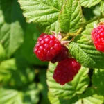 Grow red raspberries for their sweet fruit and ornamental appeal, perfect in sunny spots with rich, well-drained soil.