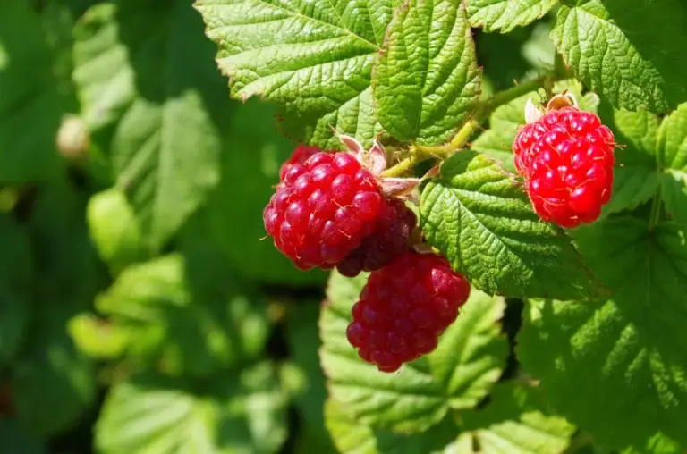 Grow red raspberries for their sweet fruit and ornamental appeal, perfect in sunny spots with rich, well-drained soil.