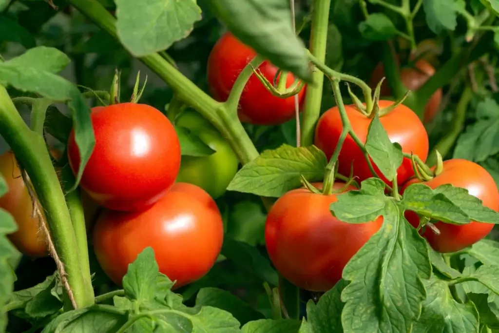 Cultivate tomatoes, from cherry to beefsteak, in full sun with regular watering. Great for both containers and gardens.