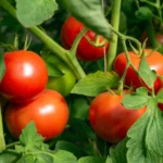 Cultivate tomatoes, from cherry to beefsteak, in full sun with regular watering. Great for both containers and gardens.