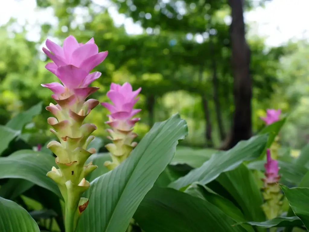 curcuma longa close