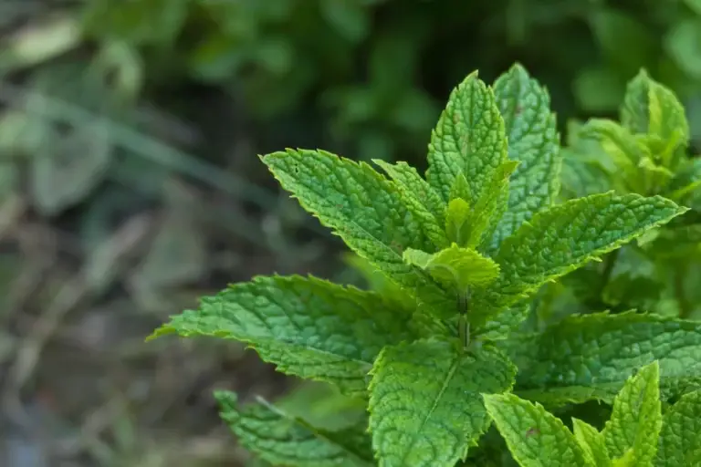 mentha spicata close