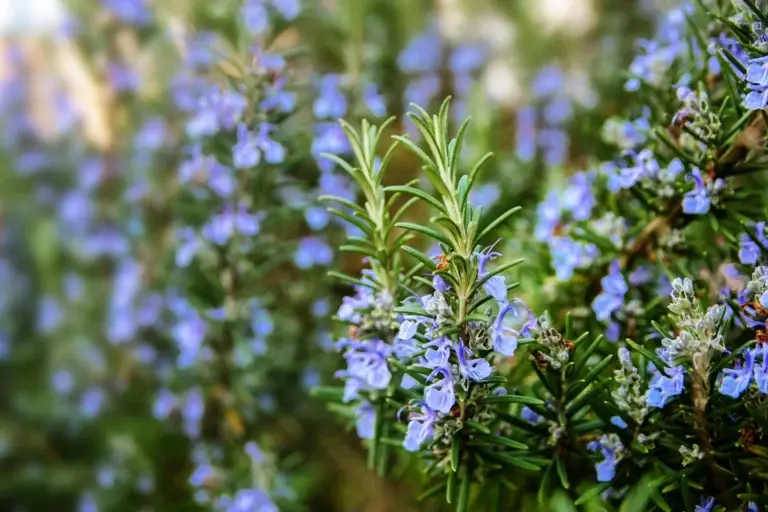 rosmarinus officinalis close