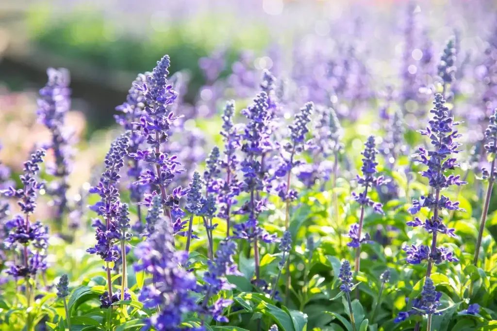 salvia officinalis far