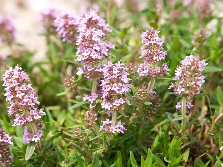 thymus vulgaris flower