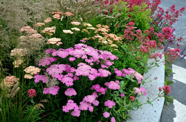 yarrow,is,a,blooming,large,number,of,lilac,pink,flowers