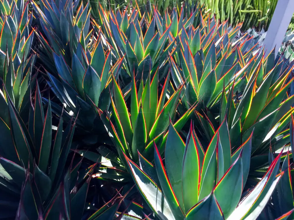 a,large,group,of,blue,glow,agaves,with,most,of