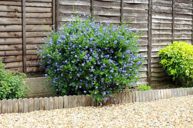 a,ceanothus,shrub,blooming,in,a,garden,border,against,a