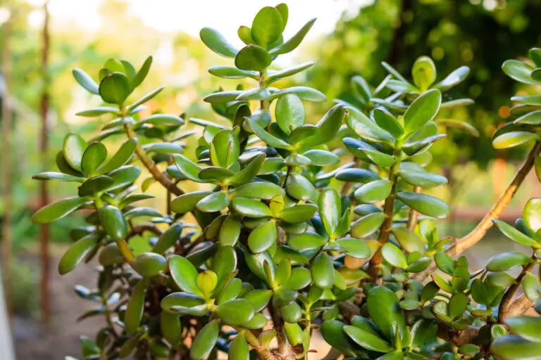 crassula,ovata,(jade,plant,,money,plant,,friendship,tree,,dollar,plant)