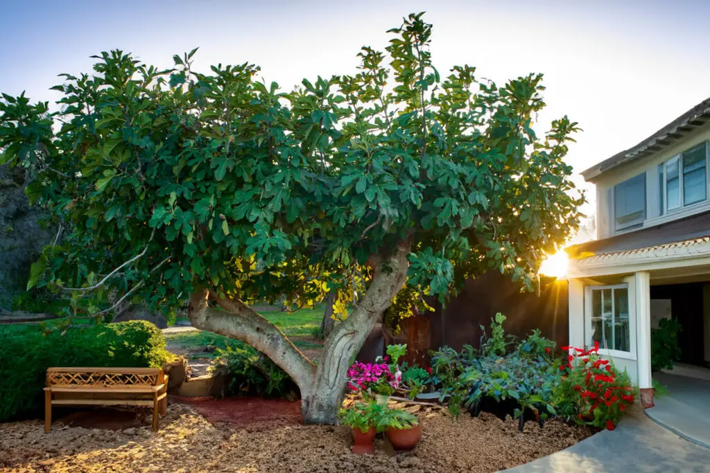 fig,tree,in,salento,at,sunset, ,italy