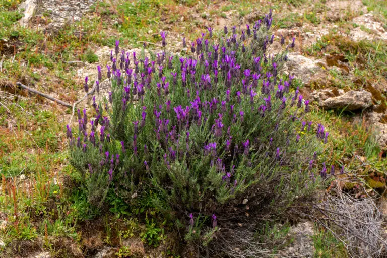 wild,flower,,scientific,name;,lavandula,stoechas