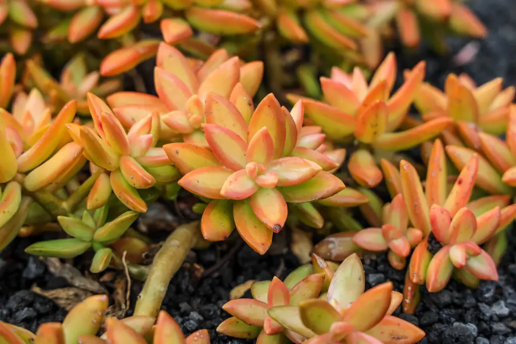 sedum,adolphi,,the,coppertone,stonecrop,,is,a,species,of,succulent