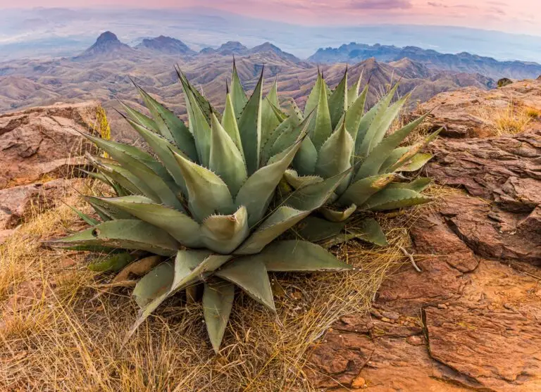 agave,cactus,on,the,south,rim,with,the,chisos,mountains